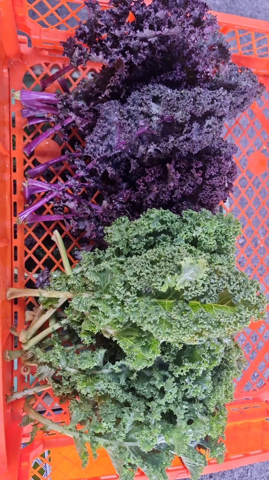 Kale, berza  morada, verde