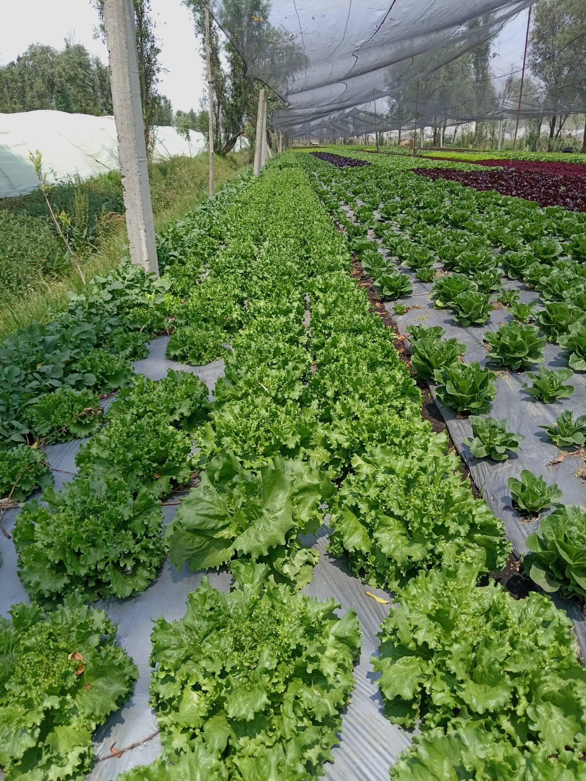 Lechuga italiana