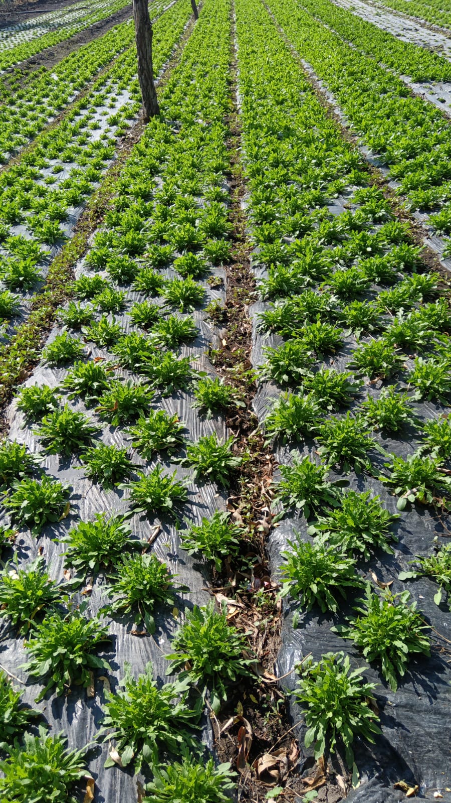 Arugula baby